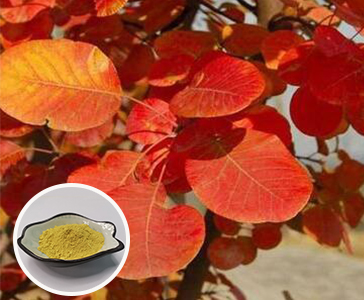 【新品上市】西安J9.COM生物新品官宣—漆黄素重磅上市！